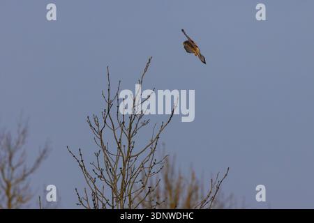 Kestrel débarquant sur un arbre pendant l'hiver. Banque D'Images