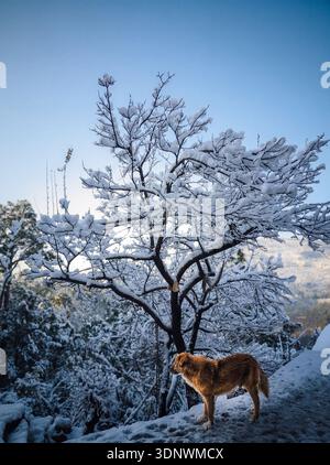 Arbre couvert de neige avec chien debout sur le chemin d'hiver sous ciel bleu clair. Banque D'Images