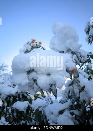 Oranger couvert de neige avec des fruits brillants contre un ciel bleu clair. Banque D'Images