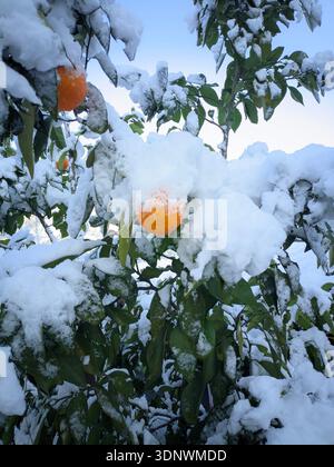 Oranger couvert de neige avec des fruits mûrs et des feuilles vertes sous un ciel bleu clair. Banque D'Images