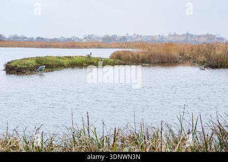 Vue des zones humides depuis la cachette d'observation de la faune, London Wetlands Centre, Londres, Royaume-Uni Banque D'Images
