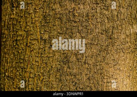 Gros plan pleine texture d'écorce d'arbre brun rugueuse et fissurée, montrant des motifs naturels détaillés et des rainures dans la surface du bois. Banque D'Images