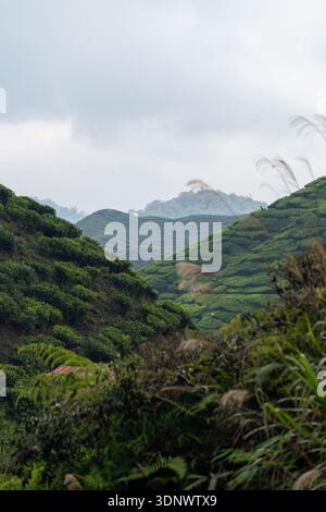 Une vue tranquille sur les collines verdoyantes des plantations de thé dans les Cameron Highlands près de Tanah Rata. Pentes superposées et brume douce. Banque D'Images