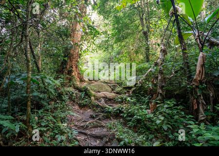 Sentier forestier à Parit Falls à Tanah Rata, Malaisie Banque D'Images