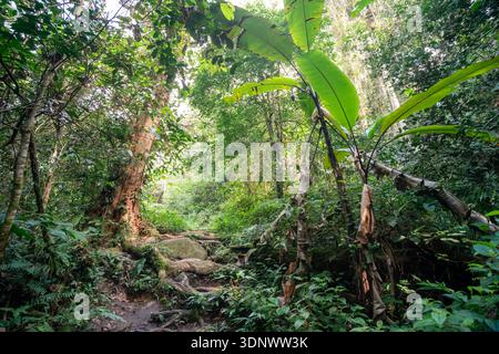 Un sentier de forêt tropicale luxuriante près des chutes de Parit à Tanah Rata, en Malaisie. Banque D'Images