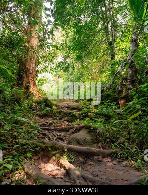 Un sentier accidenté dans la forêt tropicale près des chutes Parit à Tanah Rata, en Malaisie, avec des racines d'arbres exposées, un feuillage vert dense et un filtre de lumière naturelle douce Banque D'Images