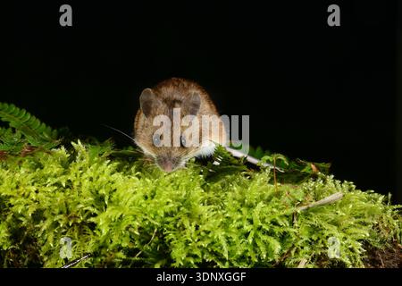 Apodemus sylvaticus souris bois Banque D'Images
