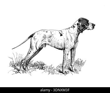 Illustration de chien, dessin à l'encre fait à la main, isolé sur fond blanc, fourrure détaillée réaliste, style de gravure moderne propre. Pointeur Banque D'Images