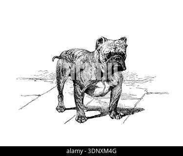 Illustration de chien, dessin à l'encre fait à la main, isolé sur fond blanc, fourrure détaillée réaliste, style de gravure moderne propre. Bulldog Banque D'Images
