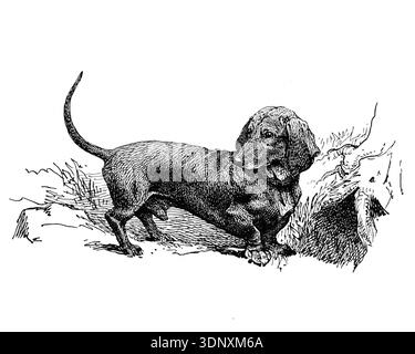 Illustration de chien, dessin à l'encre fait à la main, isolé sur fond blanc, fourrure détaillée réaliste, style de gravure moderne propre. Duchshund Banque D'Images