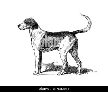 Illustration de chien, dessin à l'encre fait à la main, isolé sur fond blanc, fourrure détaillée réaliste, style de gravure moderne propre. FOXHOUND Banque D'Images