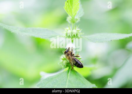 Une abeille, Apis mellifera, pollinise une fleur blanche de Lamium au milieu d'un feuillage vert vibrant dans cette scène de nature, mettant en valeur l'interaction entre les deux Banque D'Images