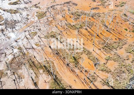 Une vue aérienne époustouflante capture les zones humides uniques de Cantabrie, mettant en valeur un magnifique mélange de tons terreux, de motifs d'eau et d'arbres dispersés Banque D'Images