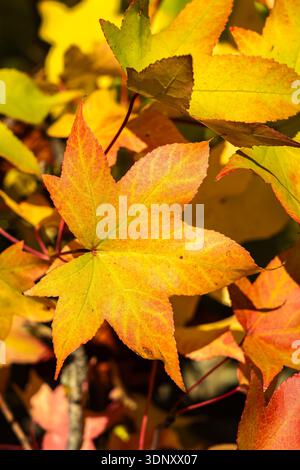 Gros plan de feuilles d'automne vibrantes affichant des nuances de jaune et d'orange, illuminées par la lumière du soleil. Les couleurs vives soulignent la beauté du folia d'automne Banque D'Images