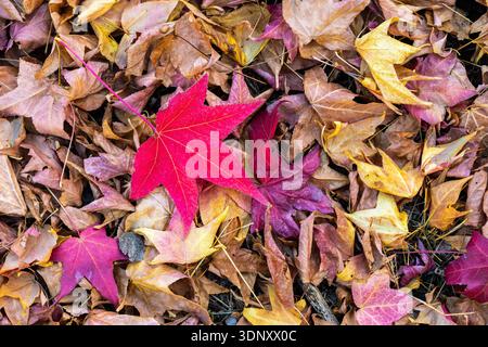 Un affichage captivant de feuilles d'automne dans différentes nuances de rouge, jaune et brun dispersées sur le sol, incarnant le changement saisonnier et naturel Banque D'Images