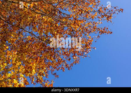 Les feuilles d'automne vibrantes dans les tons de rouge, orange et jaune contrastent magnifiquement avec un ciel bleu clair, capturant l'essence d'une journée d'automne sereine dans n Banque D'Images