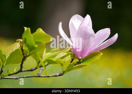 Fleur de magnolia rose sur branche d'arbre avec des feuilles vertes fraîches. Fond floral printanier avec bokeh doux pour la nature, le jardin et les projets de conception saisonniers Banque D'Images
