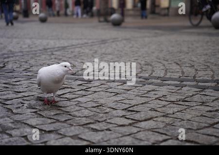 Élégant pigeon blanc debout sur l'ancienne rue pavée grise avec des piétons en arrière-plan sur la place du marché historique créant des s urbains atmosphériques Banque D'Images