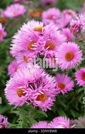 Aster Mabelle. Symphyotrichum novae angliae 'Mabelle'. Aster de Nouvelle-Angleterre 'Mabelle'. Aster novae-angliae 'Mabelle' portant des marguerites roses comme des fleurs. Banque D'Images