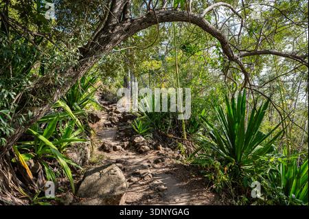 GR R2 sentier de randonnée passant sous une arche naturelle dans la forêt de la Providence, la Réunion, France Banque D'Images