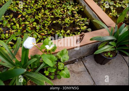 Lunettes de soleil sur le bord d'un bassin d'étang tropical avec des lis de Calla blancs et jacinthe d'eau. Concept d'humeur de vacances d'été, loisirs de voyage, et elega Banque D'Images