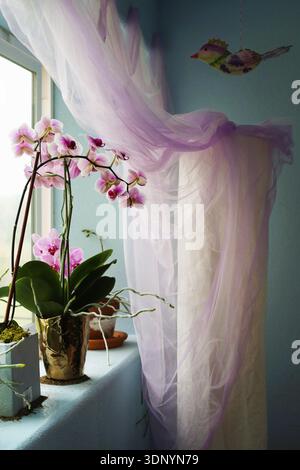 Belles plantes d'orchidées roses sur un rebord de fenêtre avec un rideau de gaze. Banque D'Images