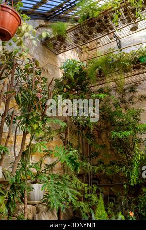 Grandes plantes Philodendron et Araucaria poussant contre un mur de pierre rustique dans une serre. Concept de jardinage vertical, diversité botanique, et e Banque D'Images
