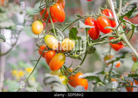 tomate poussant sur l'arbre dans la ferme biologique agricole Banque D'Images