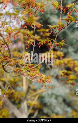 Acer palmatum 'Katsura'. Le printemps du feuillage de l'érable japonais Banque D'Images