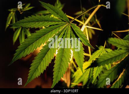 Gros plan de feuilles de cannabis poussant à l'intérieur sous lumière artificielle Banque D'Images