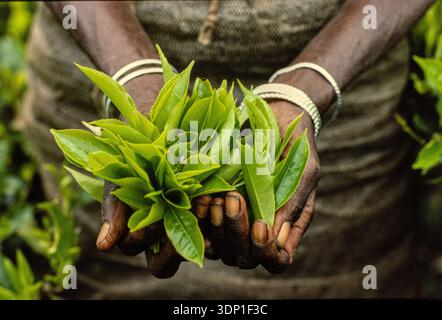 Ouvrier de plantation de thé à Nuwara Eliya, Sri Lanka, tenant dans leurs mains des feuilles de thé fraîchement cueillies. Banque D'Images