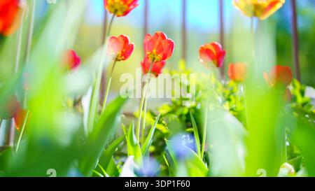 Vue en bas angle des tulipes rouges poussant dans l'herbe verte. Fleurs atteignant le ciel bleu dans un paysage printanier ensoleillé avec espace de copie. Banque D'Images