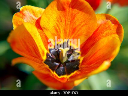 Vue macro du centre d'une tulipe rouge et jaune éclatante. Détail botanique d'étamines et de pétales dans un jardin printanier. Banque D'Images