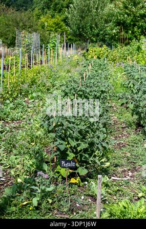 Des rangées de plants de tomates, poivrons et concombres grandit en une ...
