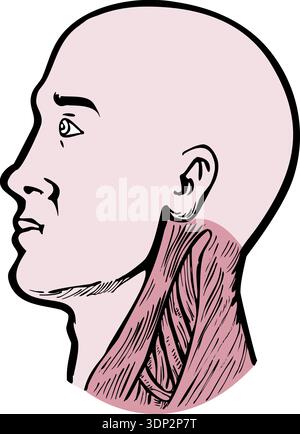 Illustration d'une tête humaine tournée vers la gauche montrant des muscles du cou sternocléidomastoïde, trapèze supérieur et scalènes isolés sur fond blanc humain Banque D'Images