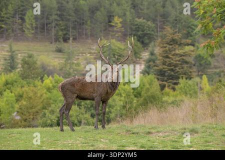 Cerf isolé avec bois debout dans une forêt à la végétation luxuriante, Cervus elaphus, Italie Banque D'Images