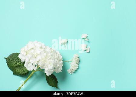 Fleur d'hortensia blanche sur fond turquoise Banque D'Images