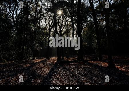 Rayons de soleil bas à travers des arbres denses projetant de longues ombres sur un sol boisé couvert de feuilles Banque D'Images