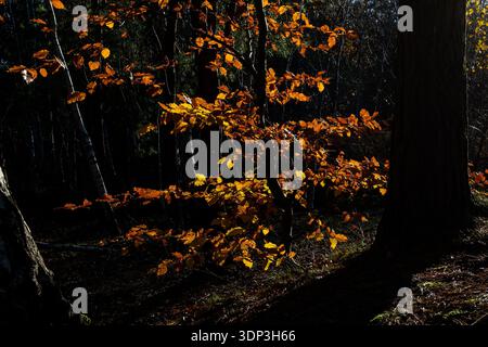 Les feuilles d'automne dorées vibrantes sur un petit arbre sont éclairées par la forte lumière du soleil sur un fond boisé sombre et ombragé Banque D'Images