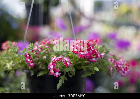Panier suspendu vibrant de fleurs de verveine roses et blanches fleurissant dans le pot. beau gros plan avec un fond de flou de centre de jardin coloré en s. Banque D'Images