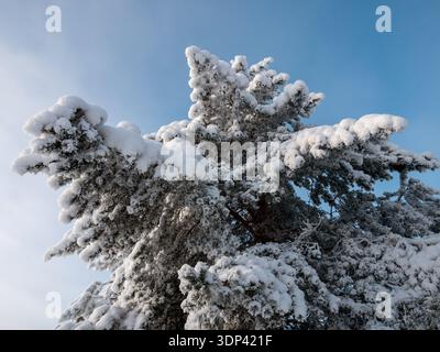 branches d'épicéa neigeux contre le ciel d'hiver Banque D'Images