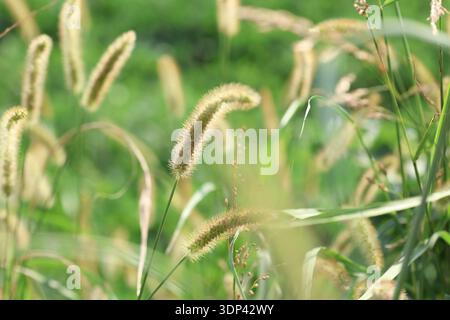 Gros plan des poils d'herbe jaune Setaria pumila Foxtail à la lumière naturelle du soleil Banque D'Images