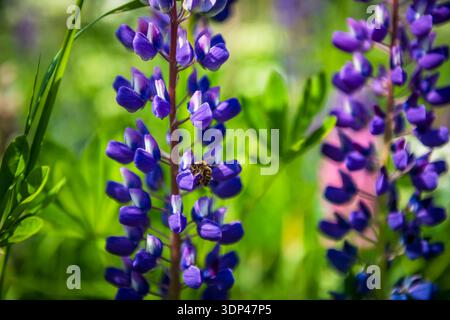 Une macro-photographie détaillée capturant une abeille, Apis mellifera inn action, recueillant le nectar et le pollen d'une fleur de lupin violet brillant. Le ca Banque D'Images