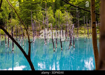 La vue sur les eaux turquoises reflète les restes bruts et squelettiques d'arbres submergés, encadrés par un feuillage vert vibrant, une scène sereine mais envoûtante, Shiroga Banque D'Images