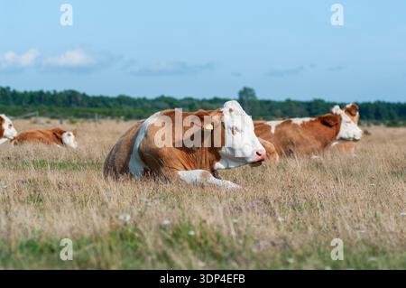 Vaches se reposant et ruminant dans un pâturage d'herbe sèche dans la lumière chaude de l'après-midi sur Gotland, Suède. Paysage rural paisible dans la campagne suédoise dur Banque D'Images
