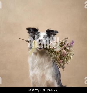 Gros plan d'un Border Collie tenant des fleurs dans sa bouche, regardant vers la caméra. L'élément floral améliore le chien expressif et doux Banque D'Images