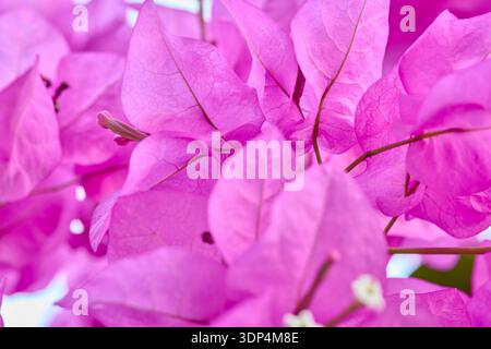 Vue rapprochée de fleurs de bougainvilliers roses en fleurs sur la branche Banque D'Images