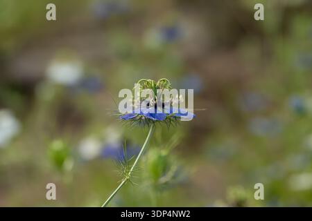Gros plan du joli bleu violet Nigella damascena Love-in-a-Mist Banque D'Images