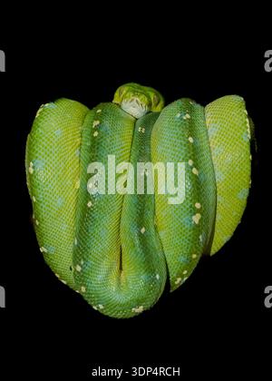 Green Tree Python (Morelia viridis) ressemble beaucoup au boa vert émeraude mais a une tête plus arrondie. enroulé dans une branche. 05/2023 Banque D'Images