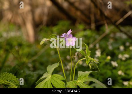 Encre fleurs de géranium sauvage fleurissant dans le bois vert de forêt de printemps Banque D'Images